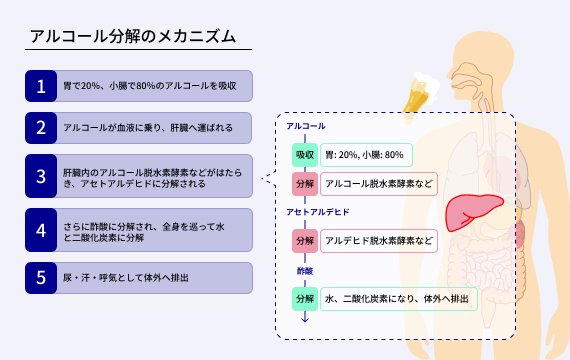 アルコール分解のメカニズム